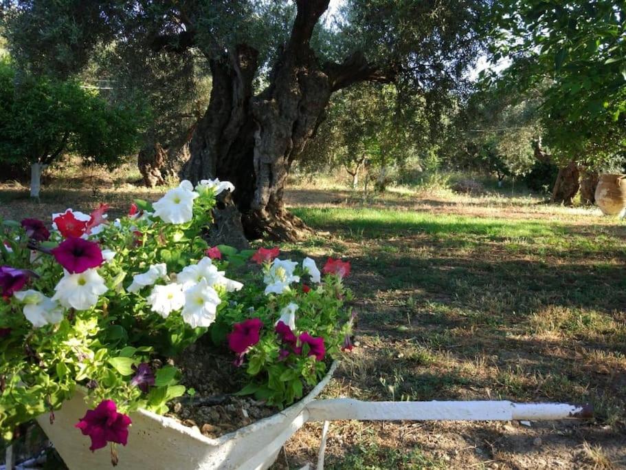 Cretan cottage of 1900 with beautiful olive yard
