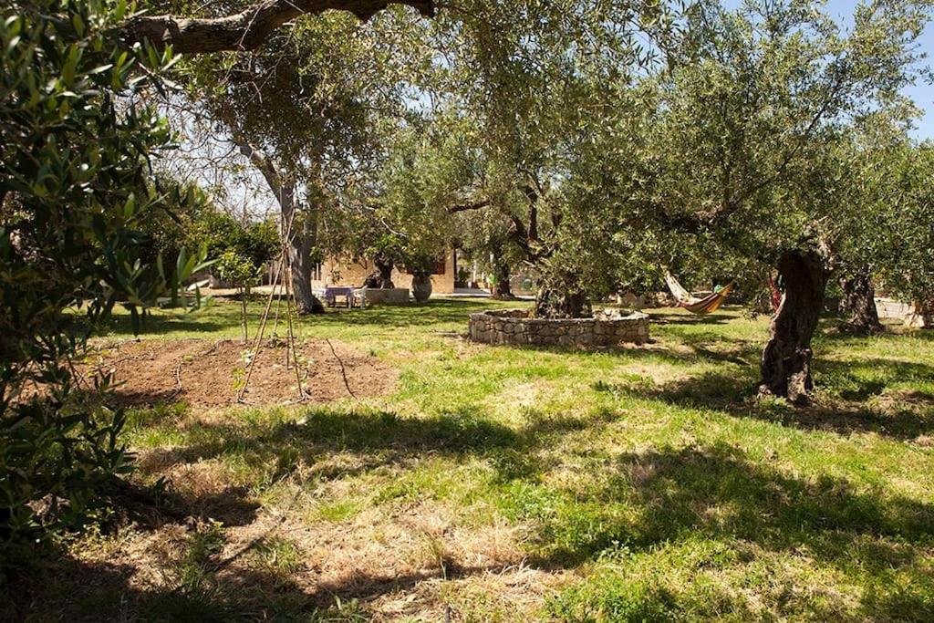 Cretan cottage of 1900 with beautiful olive yard