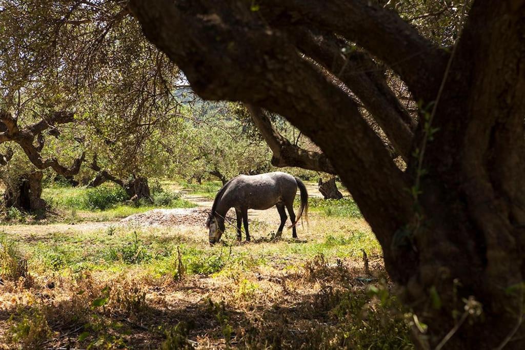 Cretan cottage of 1900 with beautiful olive yard