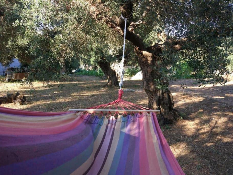 Cretan cottage of 1900 with beautiful olive yard