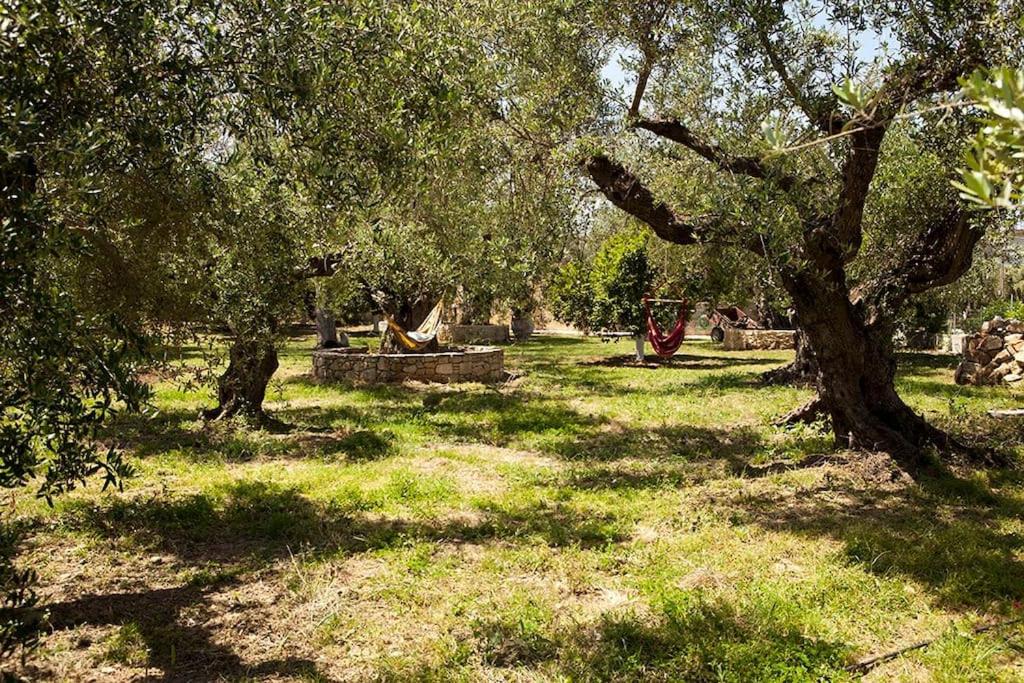 Cretan cottage of 1900 with beautiful olive yard