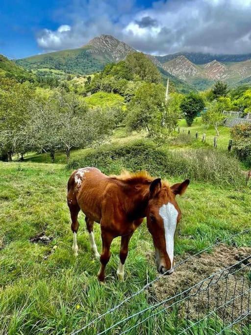 La Coqueta Del Sueve