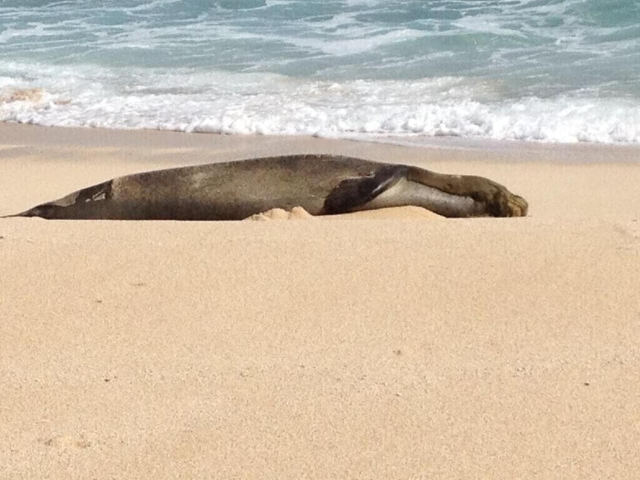 Turtle Bay Perfect Family Destination near beach