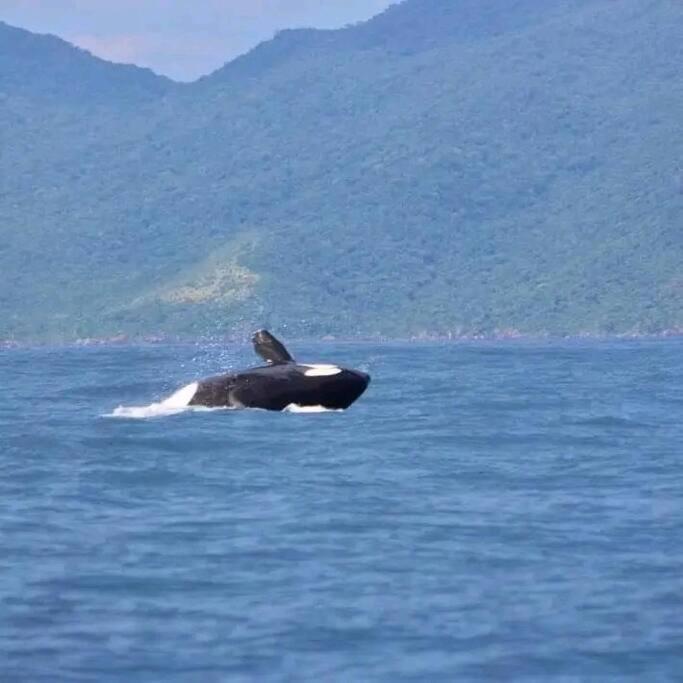 Ilhabela 2 azul Praia do Julião suíte a 70 m da areia