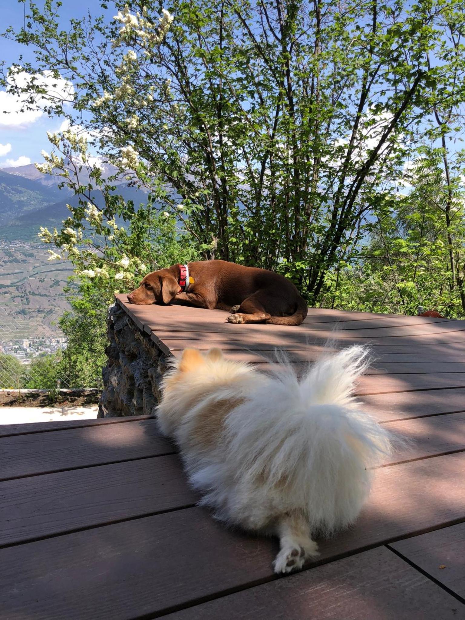 Chalet Alpin suisse