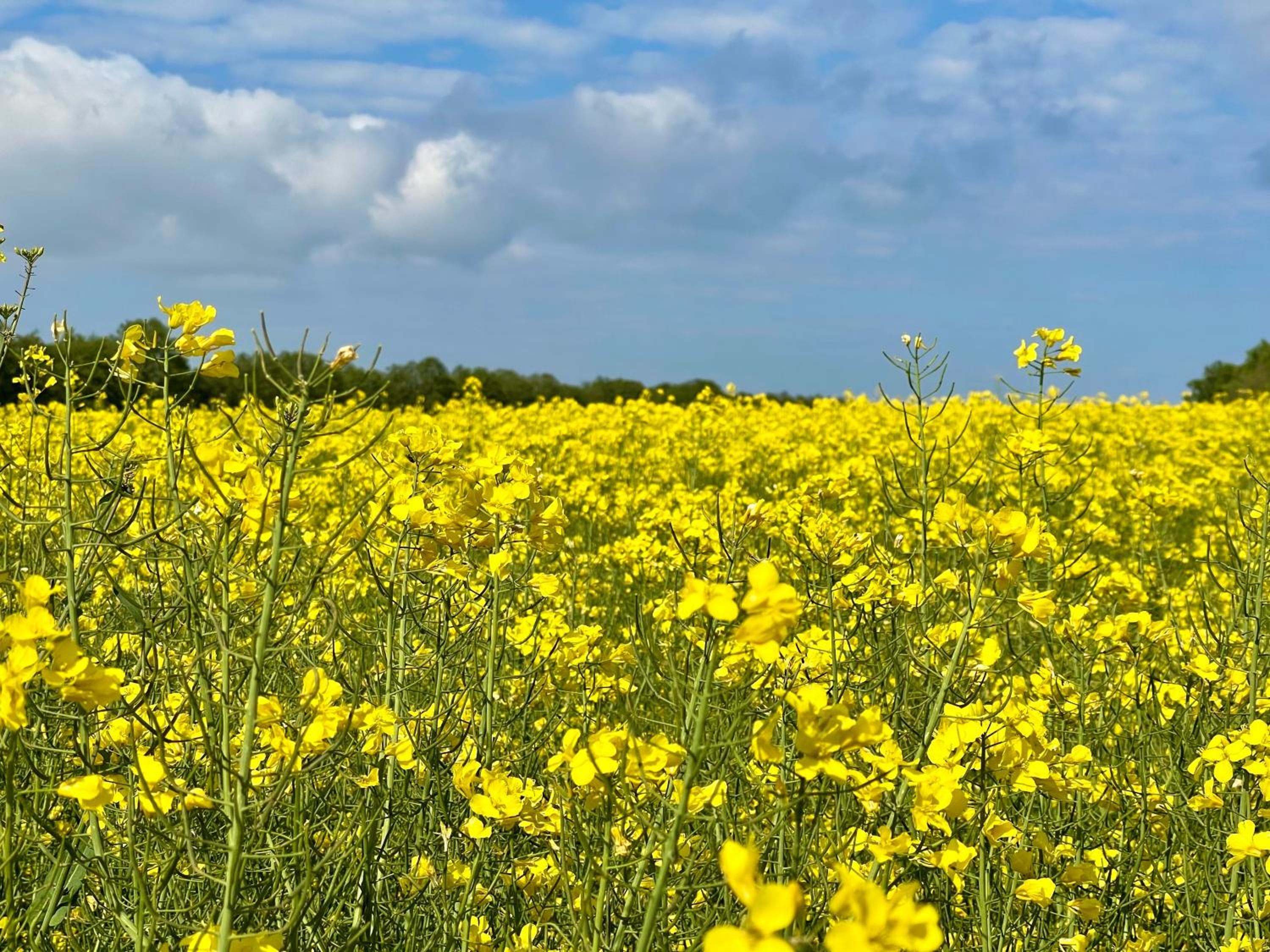 Ferienwohnungen auf Rügen bei Schramm & Rolinski