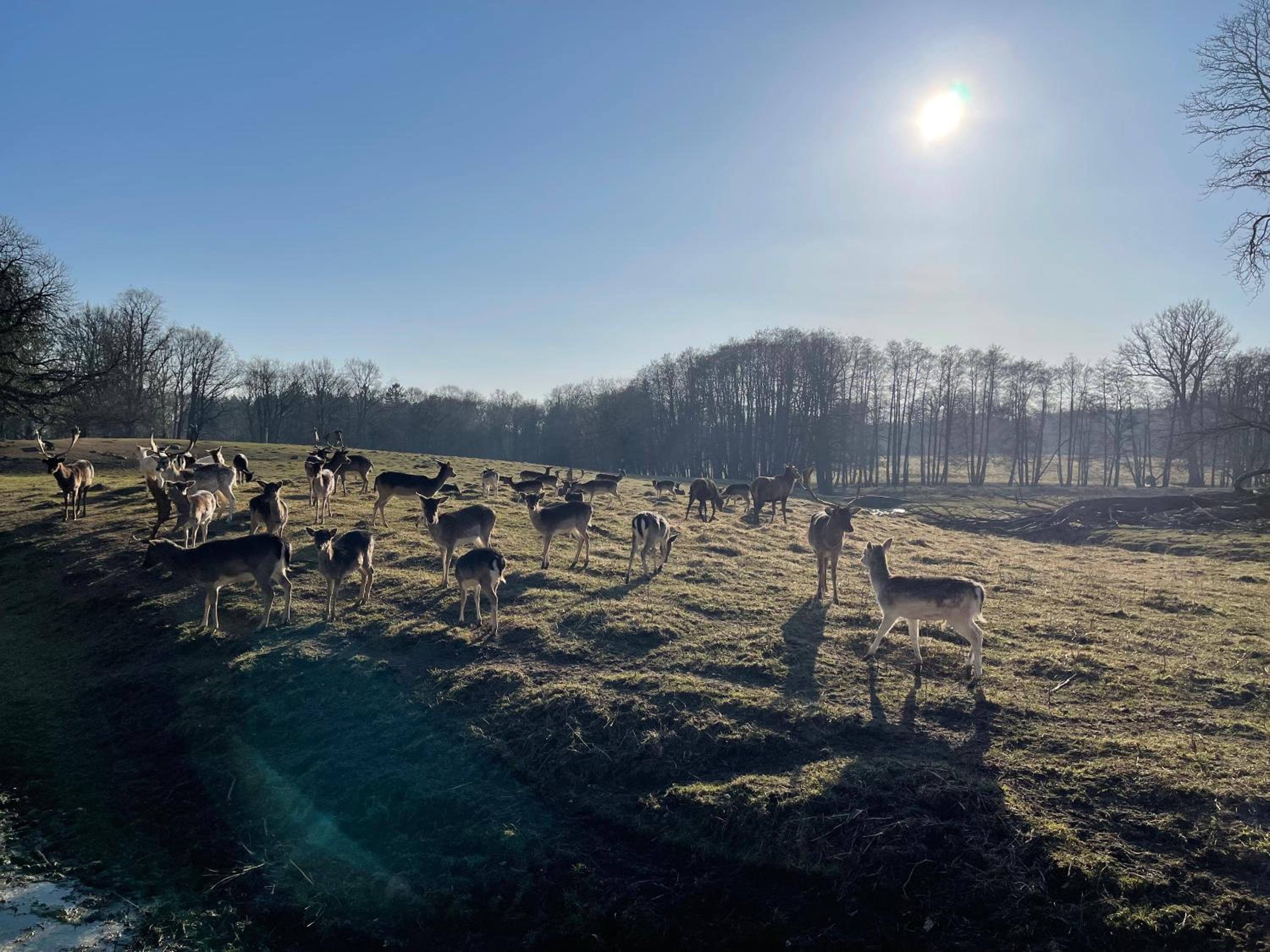 Ferienwohnungen auf Rügen bei Schramm & Rolinski