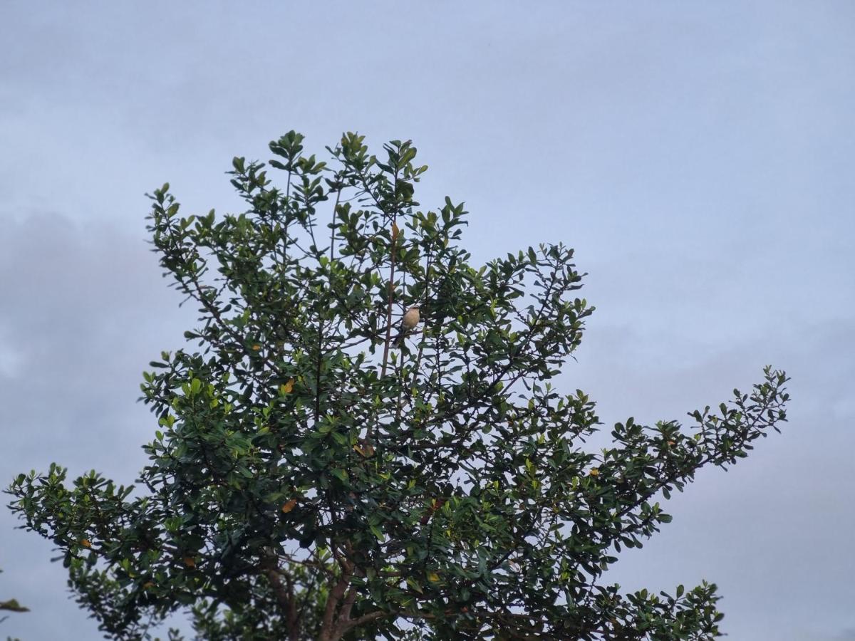 Photo 45