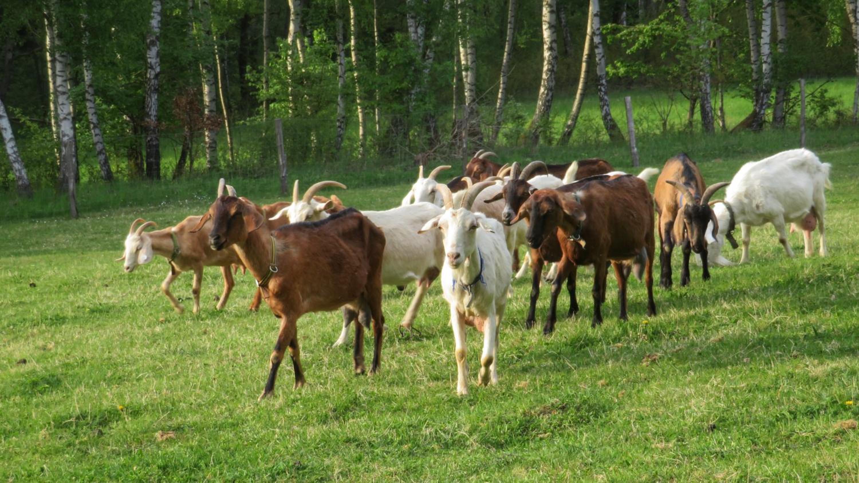 Maringotka na samotě na kozí farmě