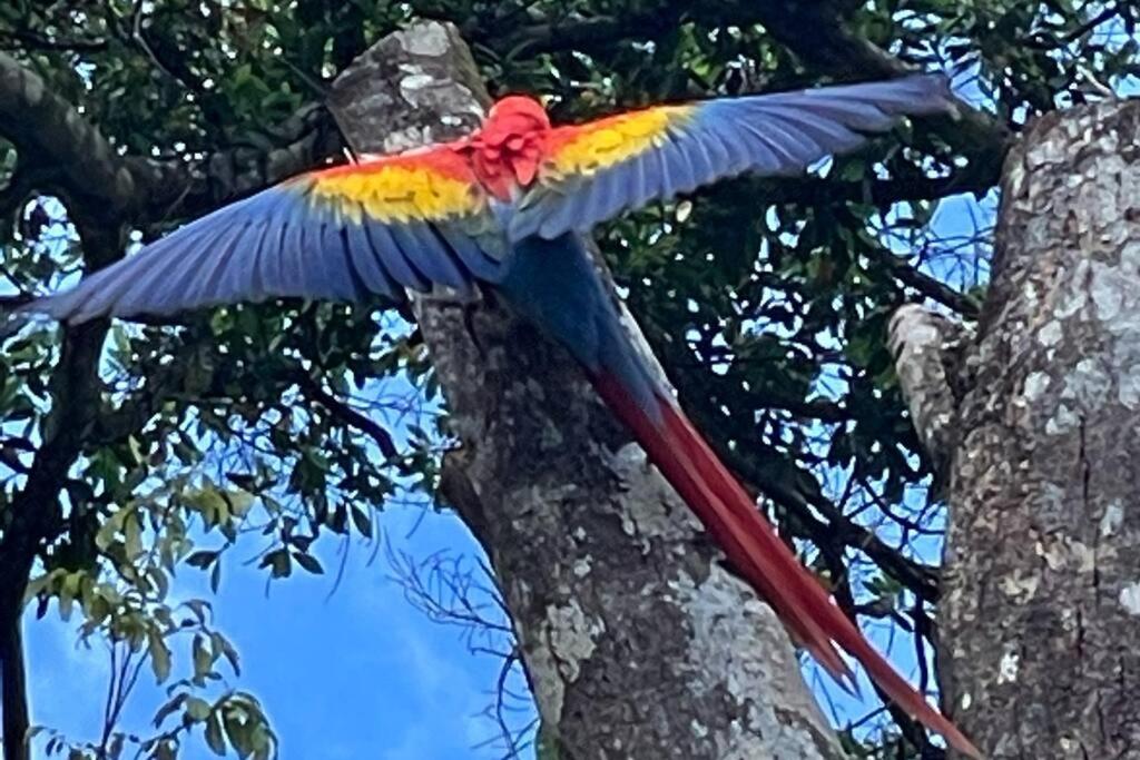 An abundance of wildlife at Jungle Glory Home Abajo