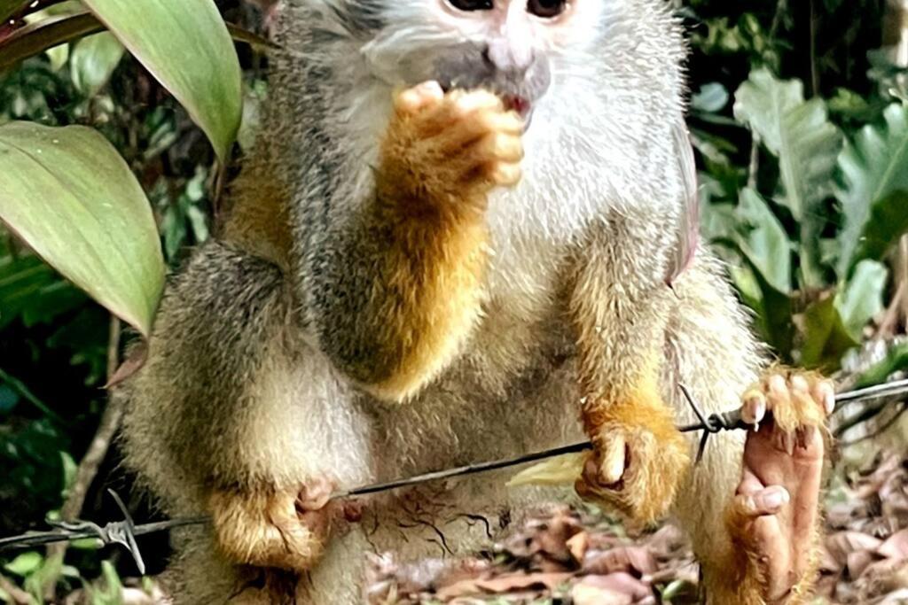 An abundance of wildlife at Jungle Glory Home Abajo