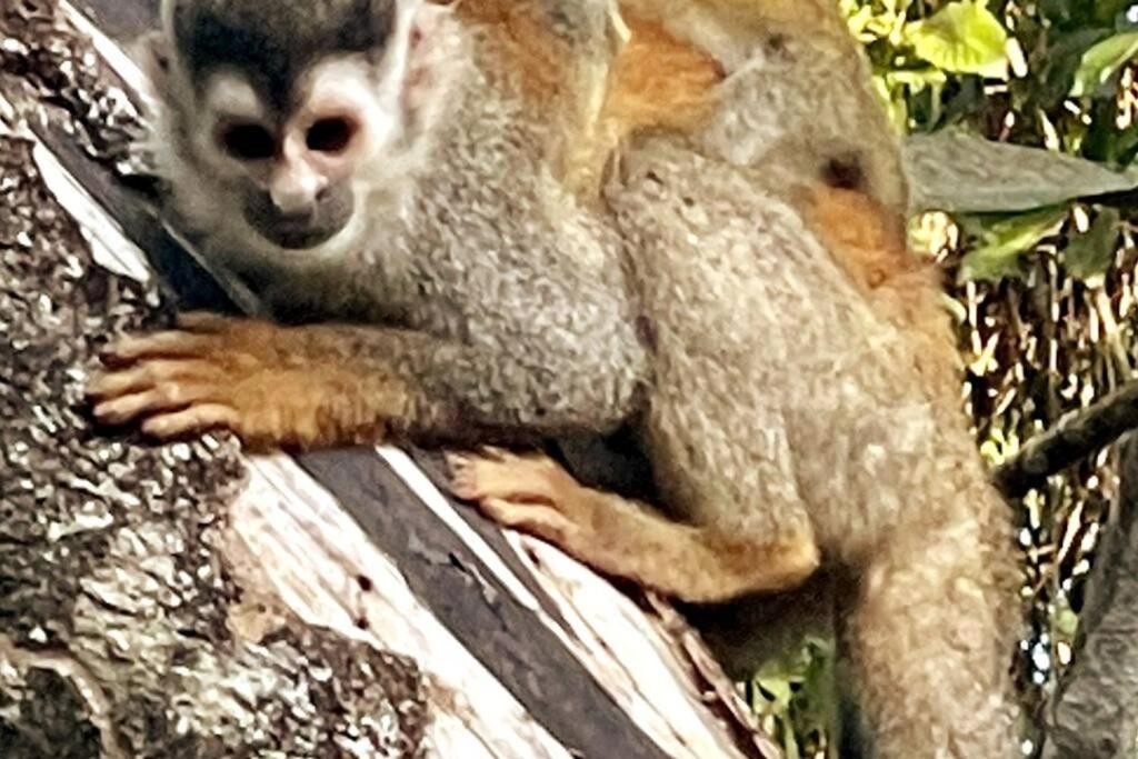 An abundance of wildlife at Jungle Glory Home Abajo