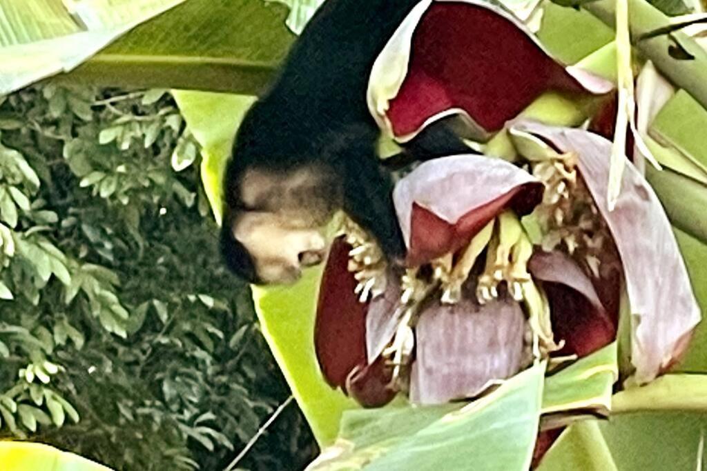 An abundance of wildlife at Jungle Glory Home Abajo