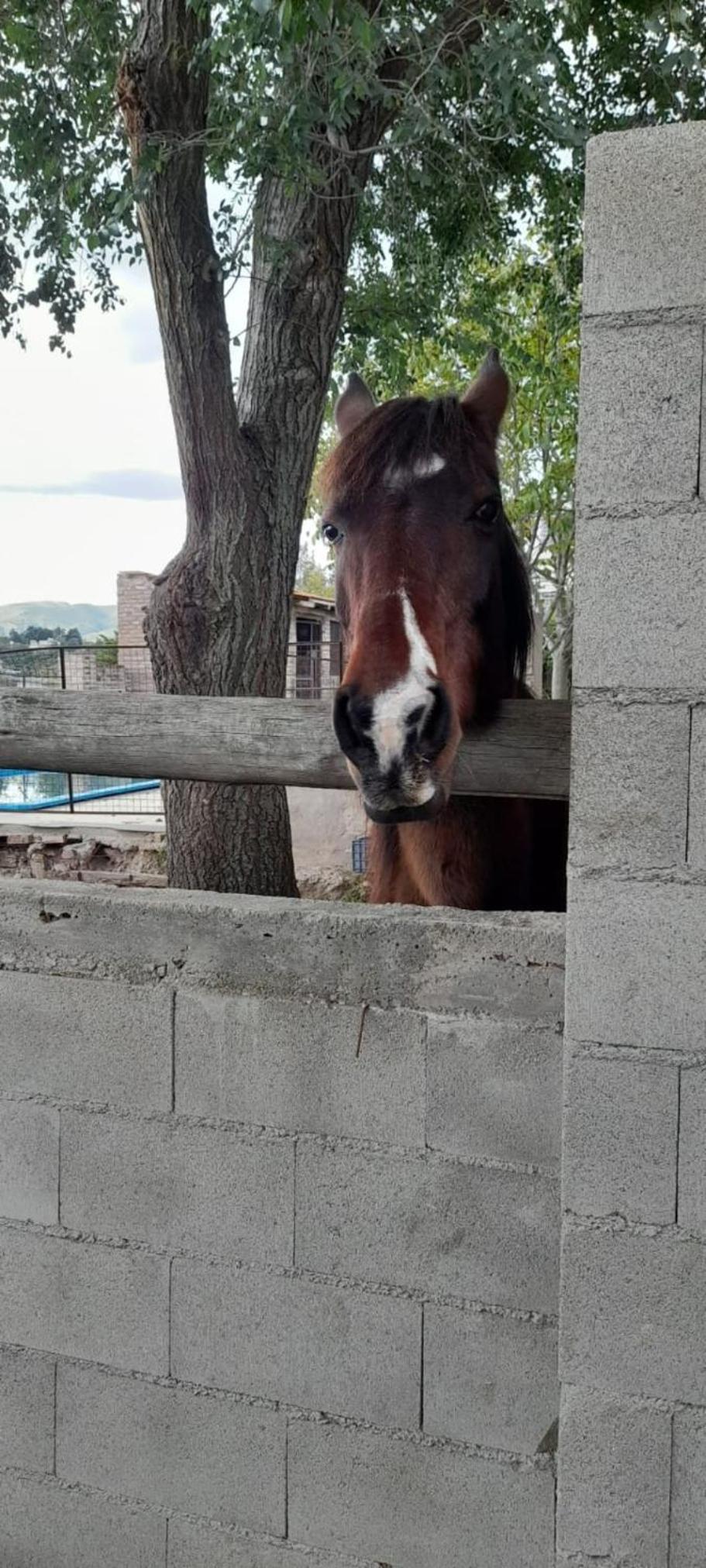 Casas HG-Desayuno sencillo entregado al check in-Pileta normal y climatizada en predio a 5 minutos en auto-Acepta mascotas bajo petición-Cochera para 1 aut