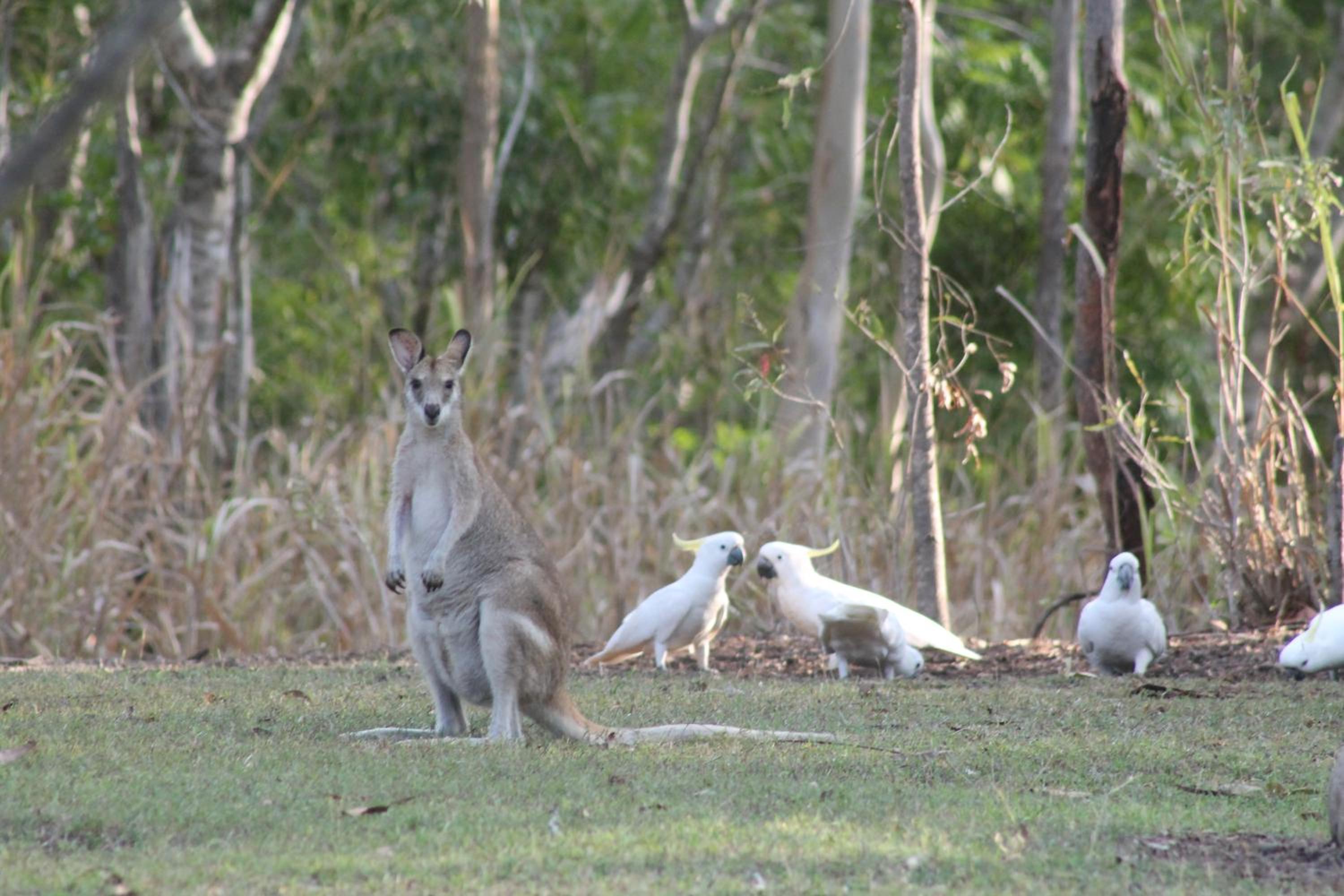 Airlie Beach Eco Cabins - Adults Only