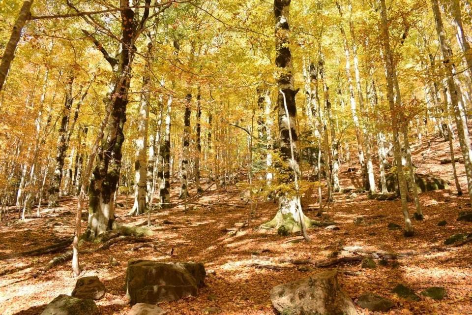 Paso del Onso