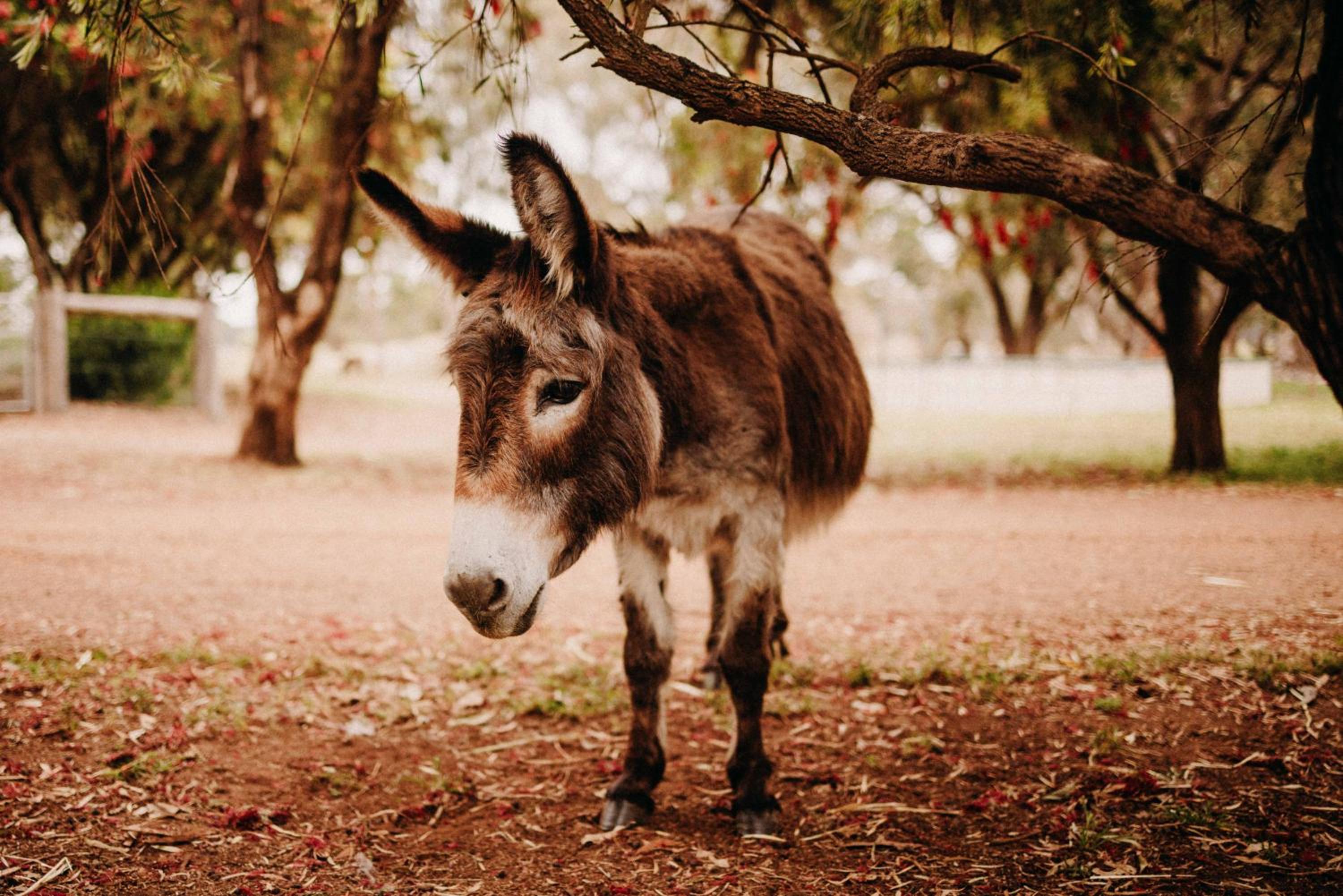 Margaret River Holiday Cottages