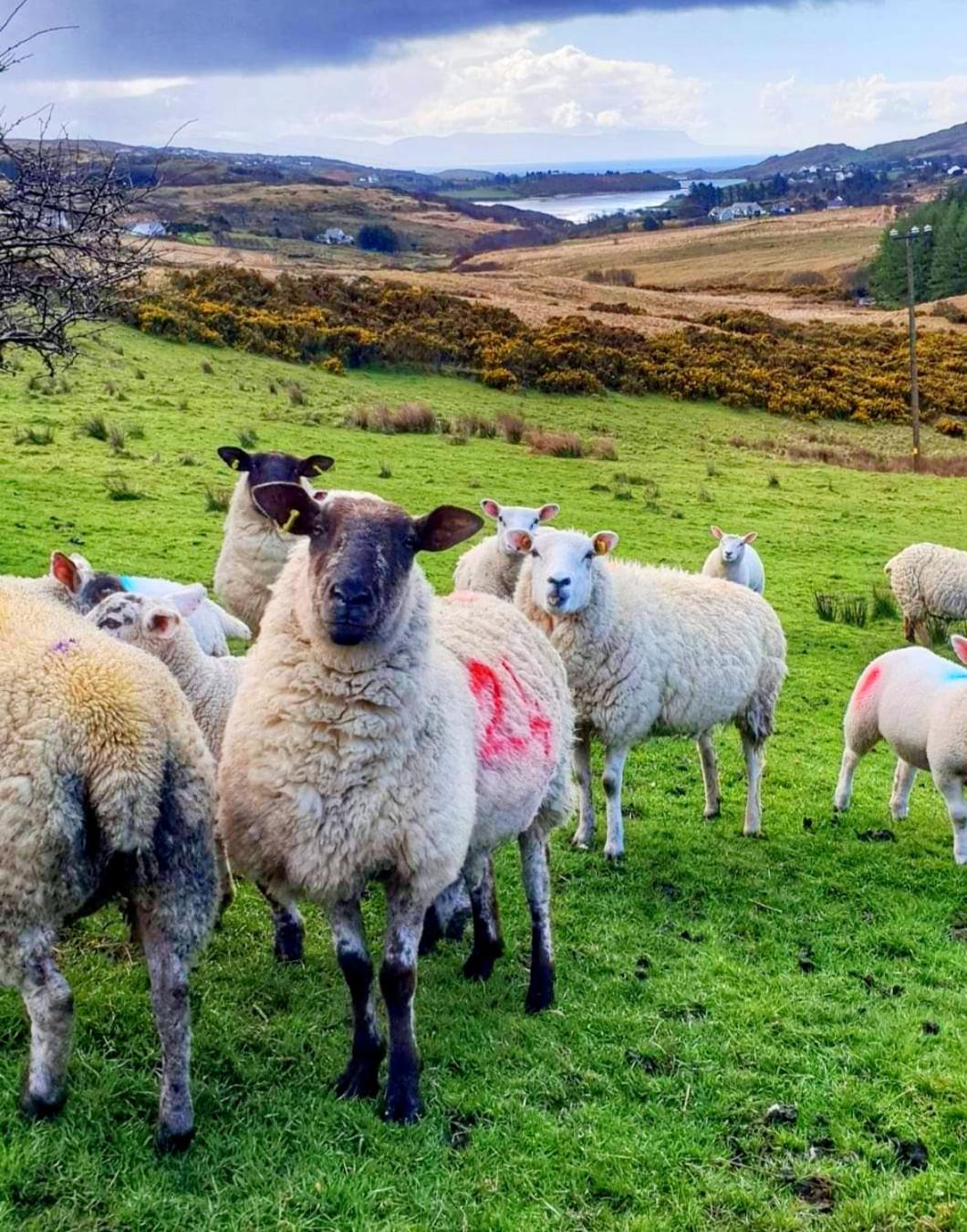 Donegal cottage