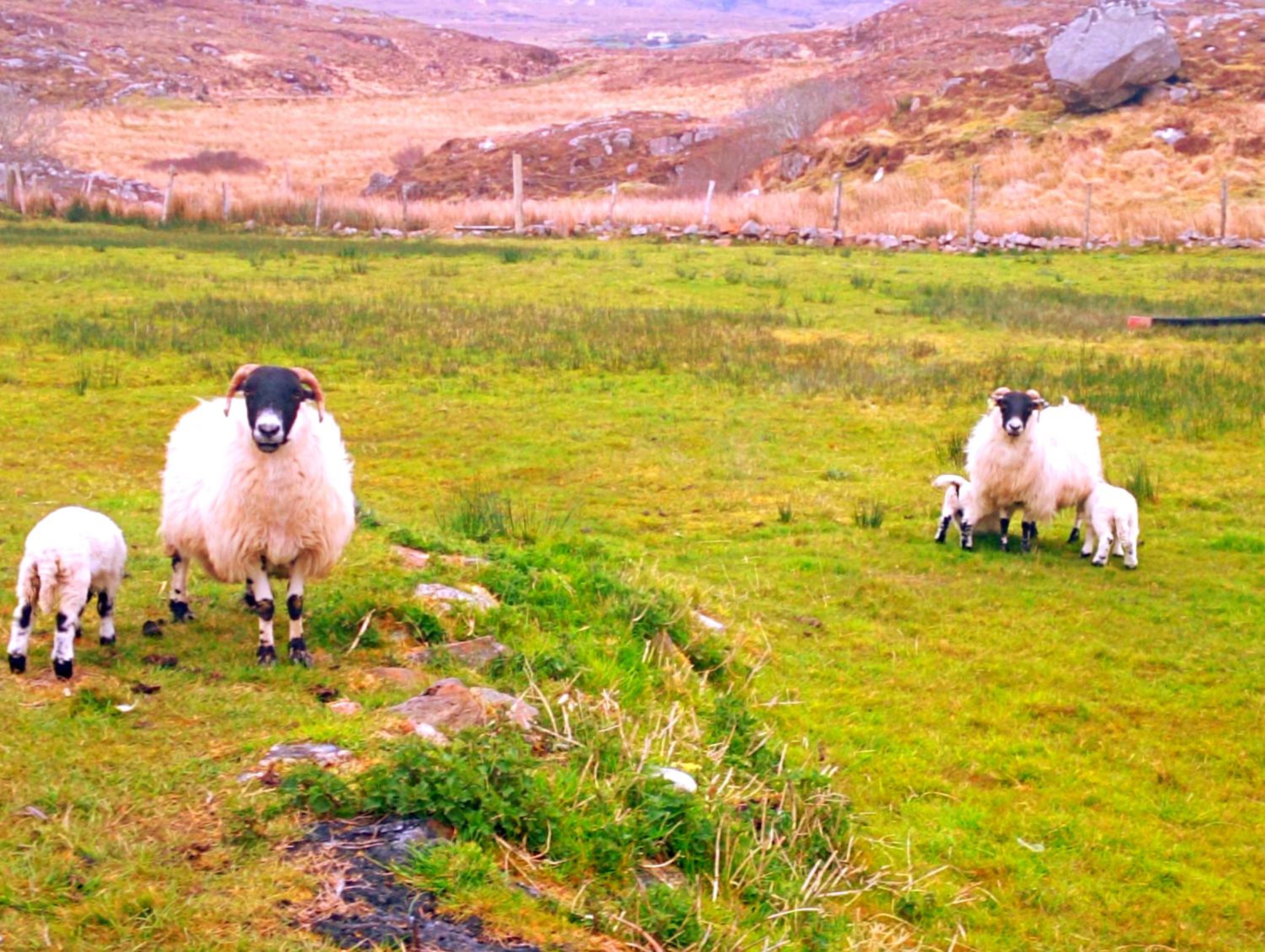 Donegal cottage