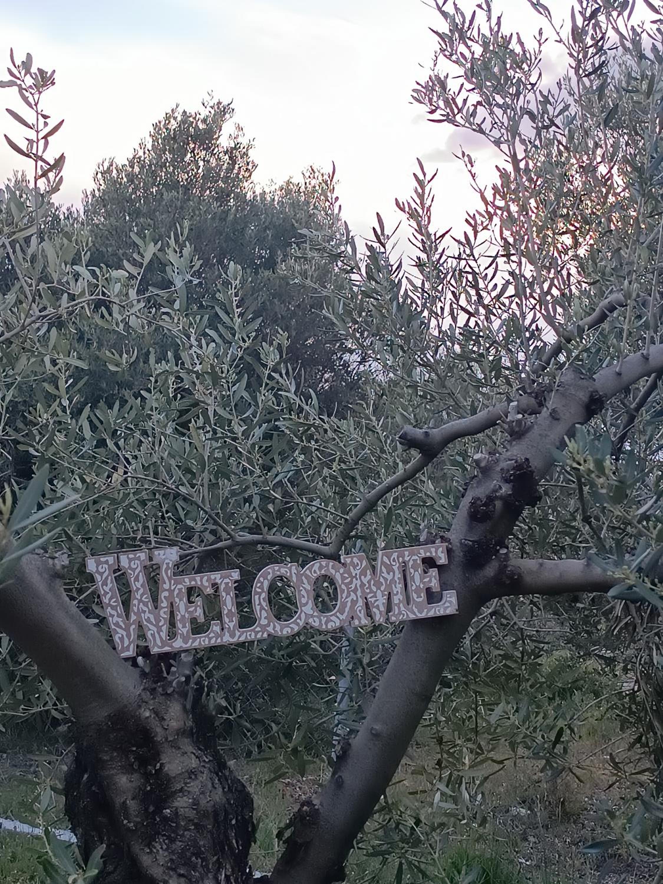THE SECRET OLIVE HOUSE photo 2