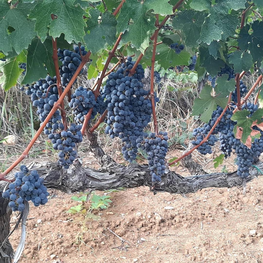Pupa Winery Serene Stay