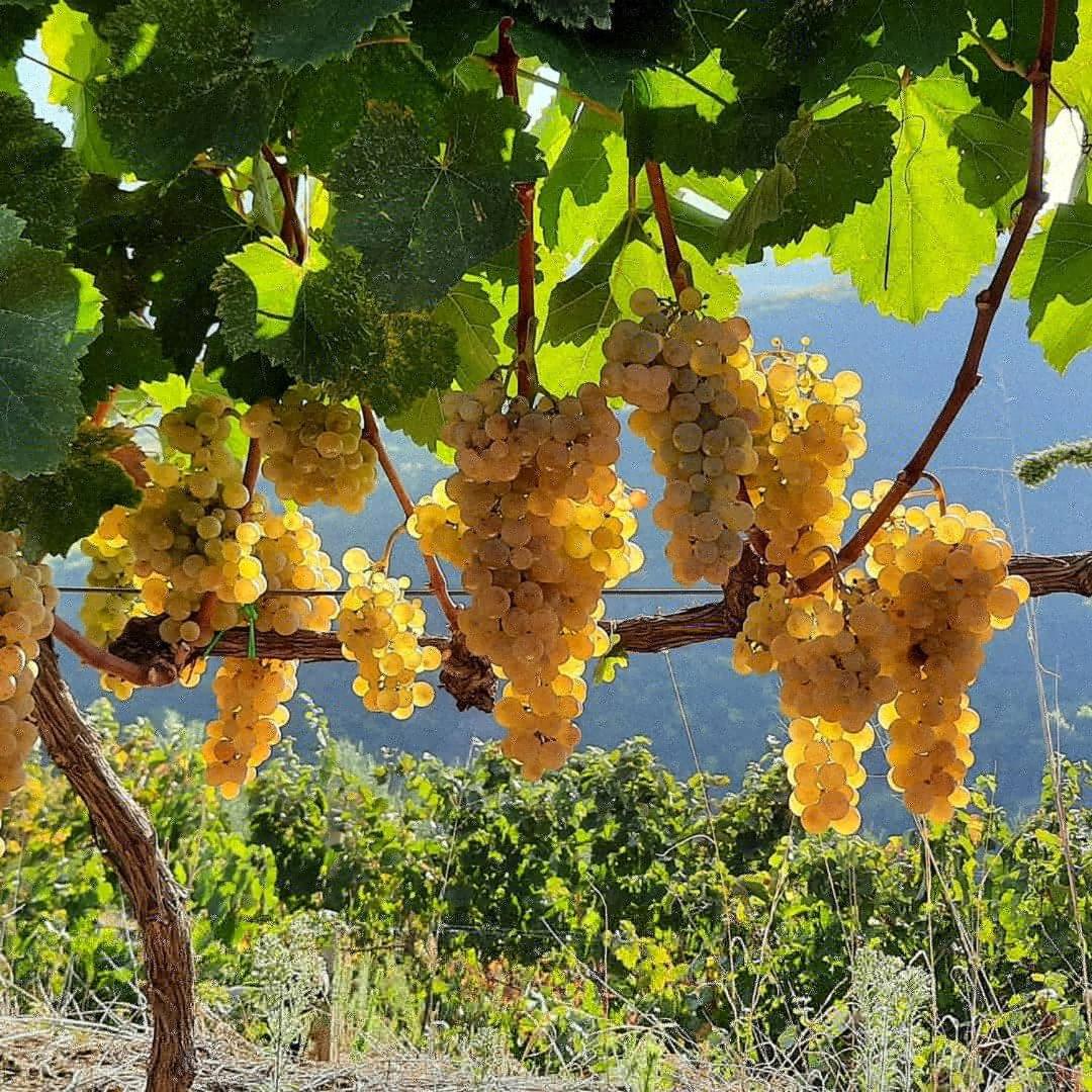 Pupa Winery Serene Stay