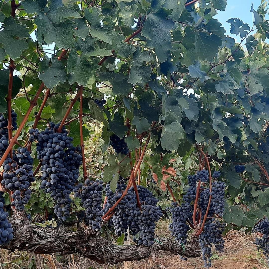 Pupa Winery Serene Stay