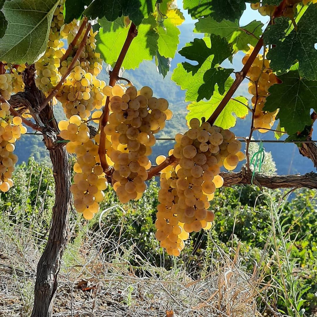Pupa Winery Serene Stay