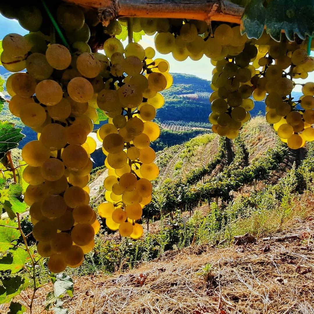 Pupa Winery Serene Stay
