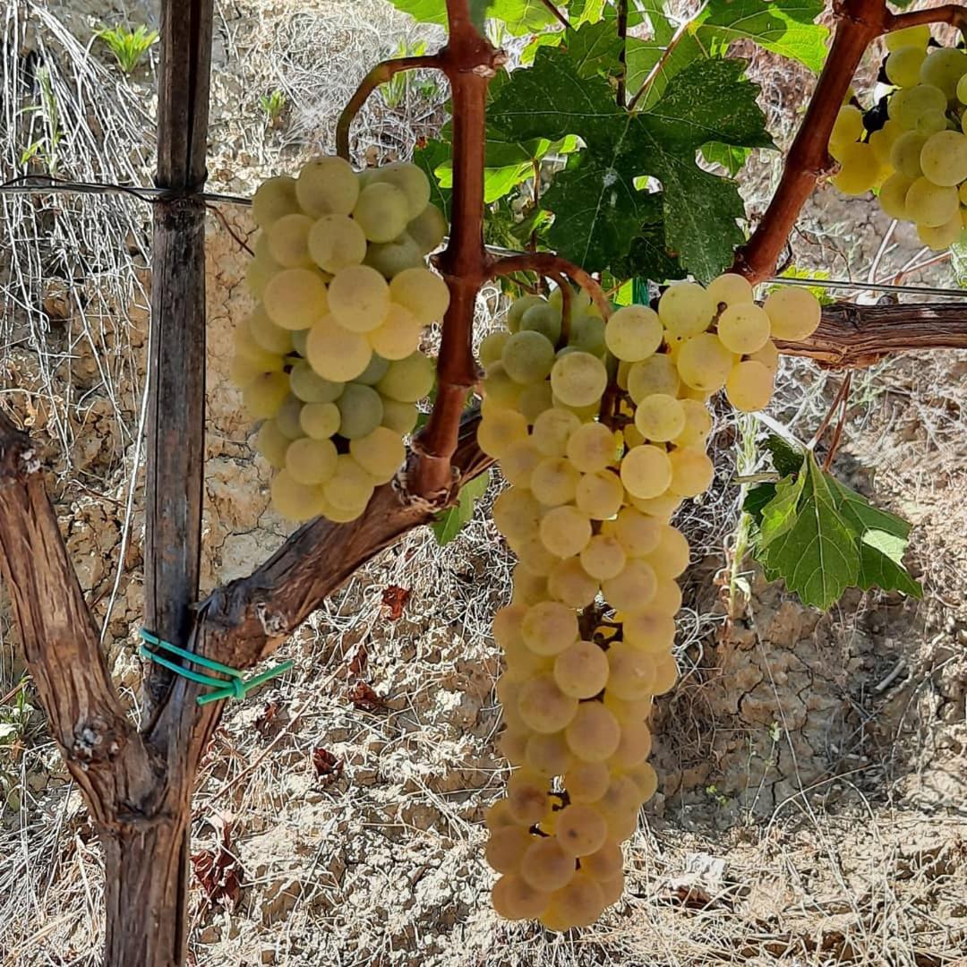 Pupa Winery Serene Stay