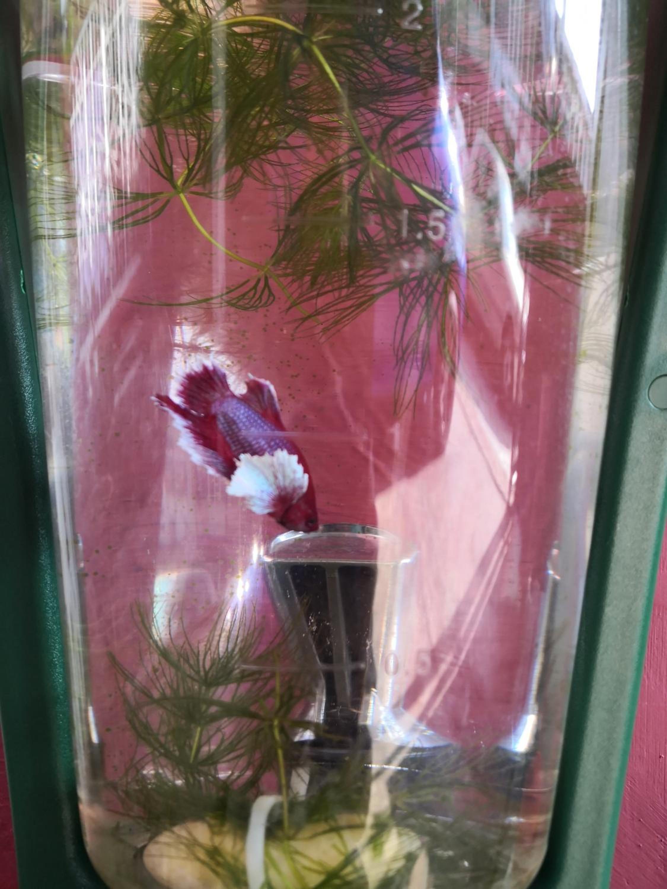 Photo 40