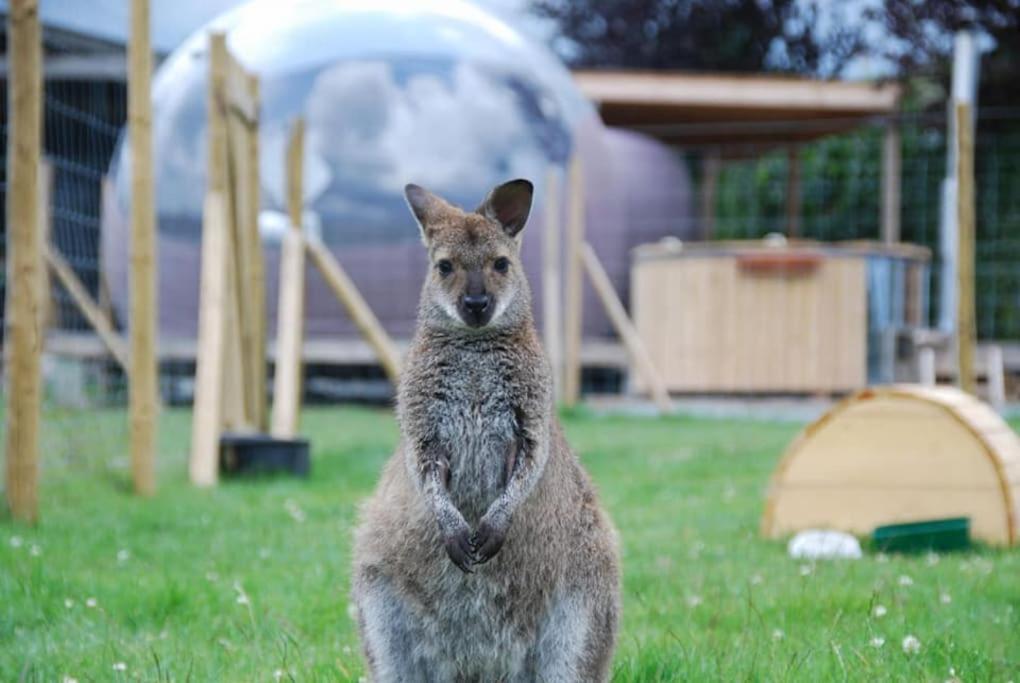 Anima'Sphair Bulle près des animaux