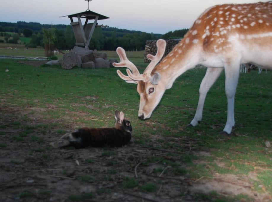 Anima'Sphair Bulle près des animaux