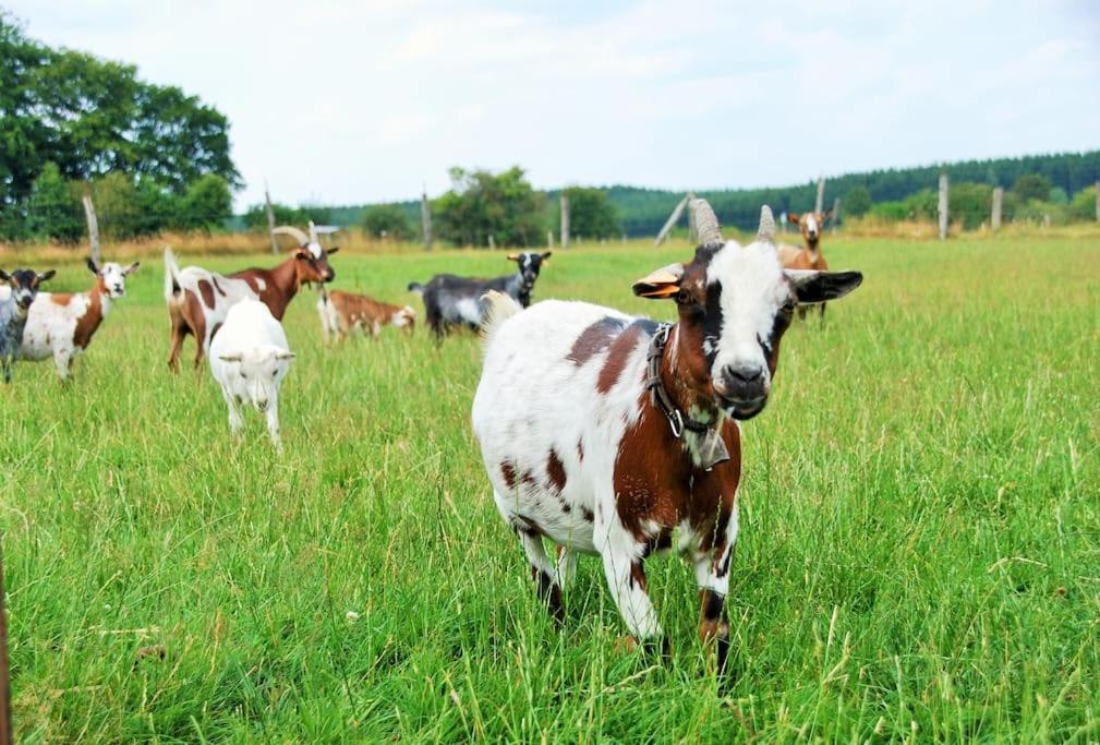 Anima'Sphair Bulle près des animaux