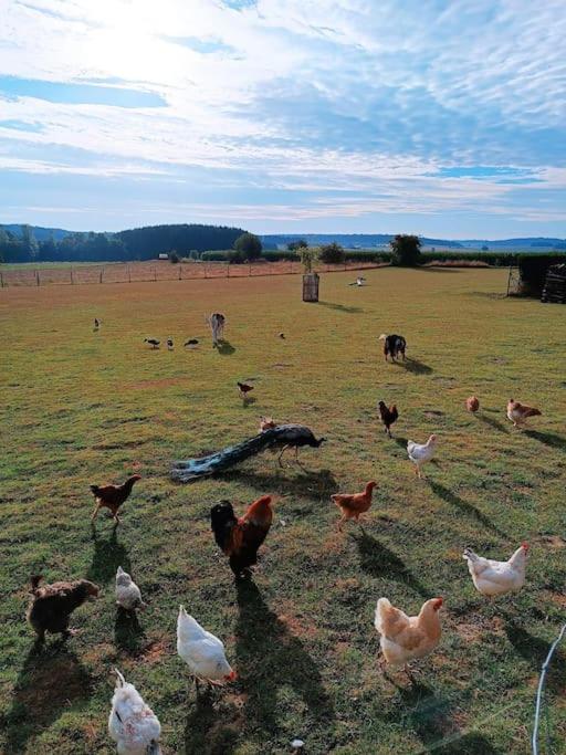 Anima'Sphair Bulle près des animaux