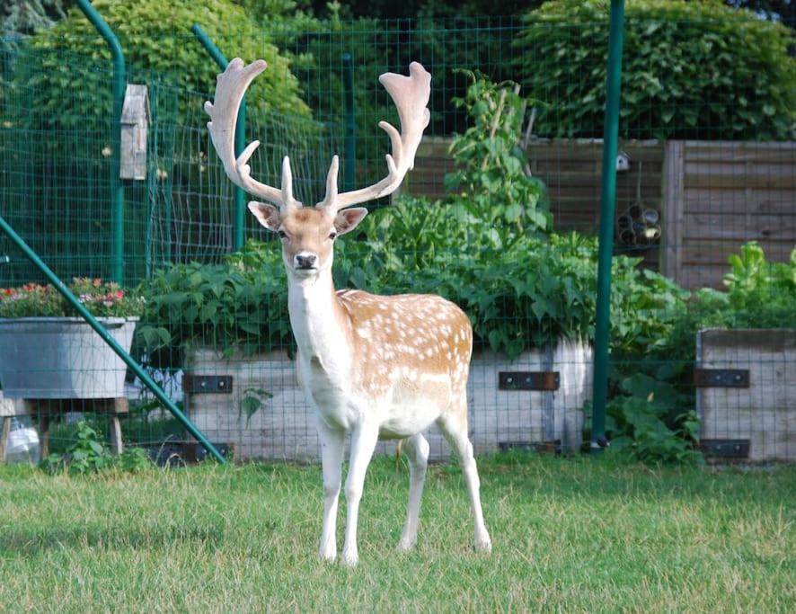 Anima'Sphair Bulle près des animaux