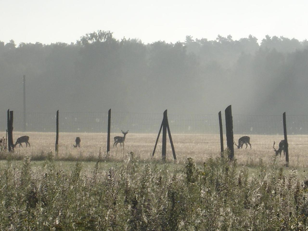 Ferienwohnung 1 im Landhaus am Wildpark Boek
