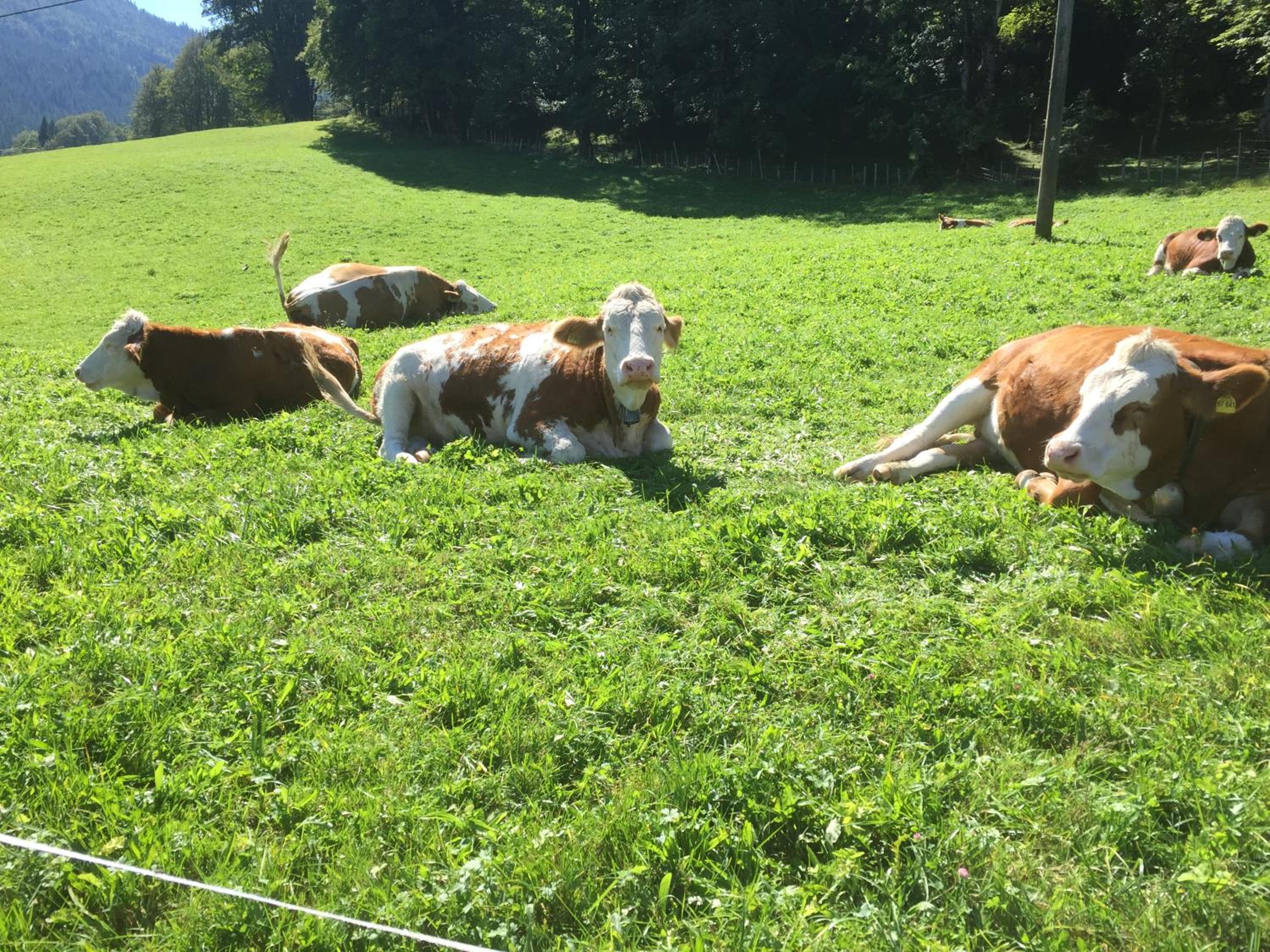 Ferienwohnung Roislerlehen