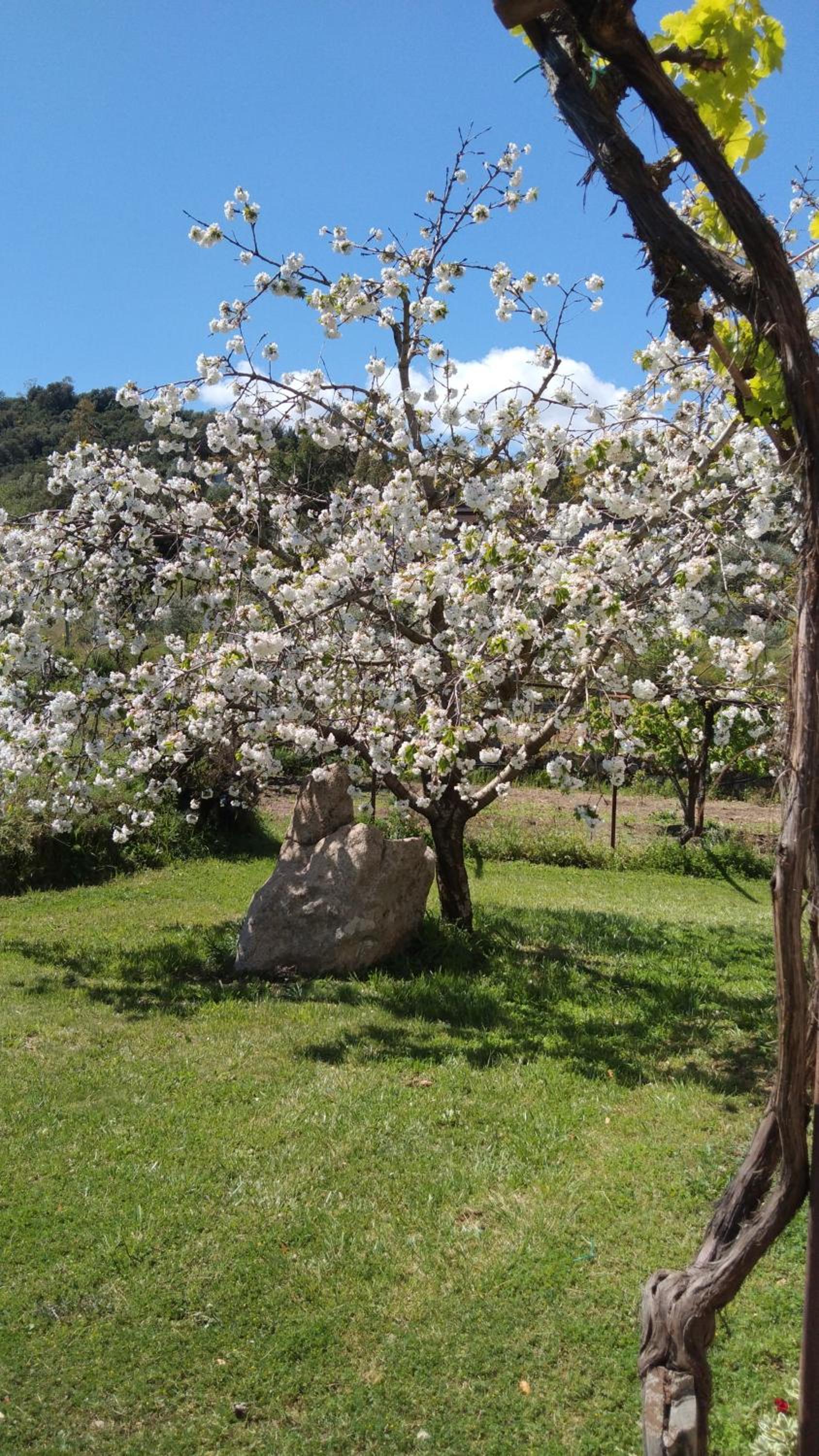 Photo 31