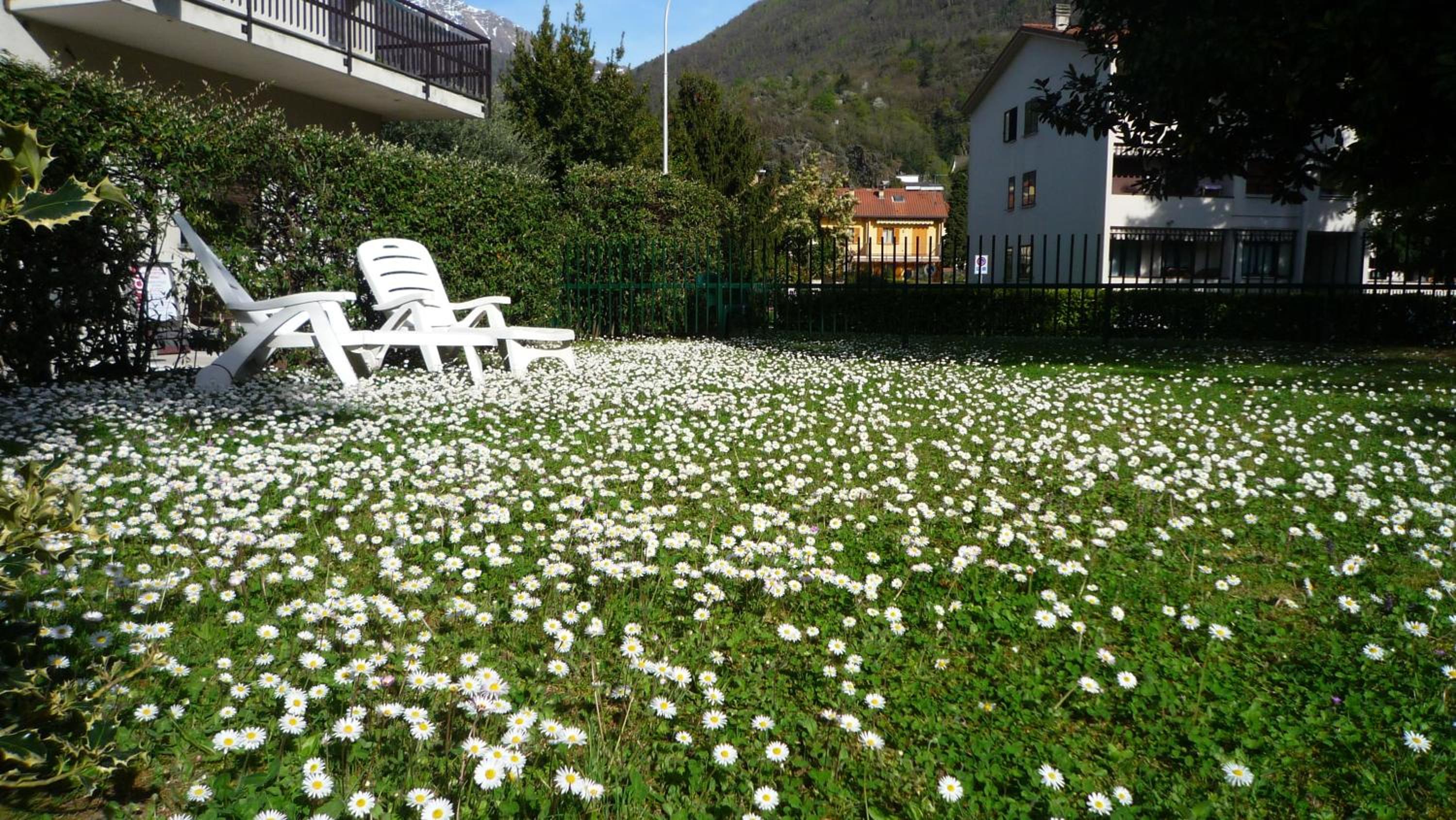 Il girasole photo 2