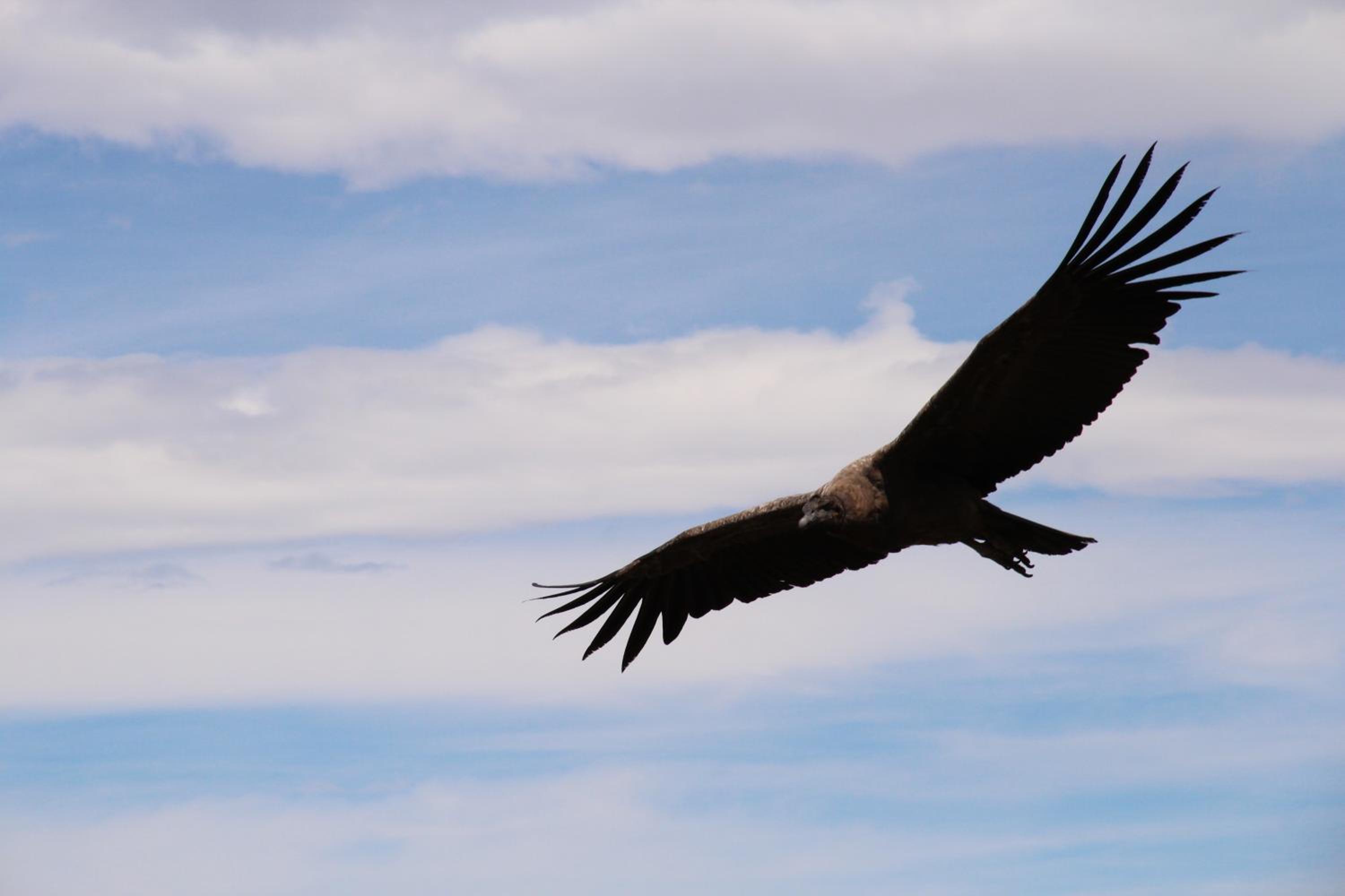 SilverCord B&B