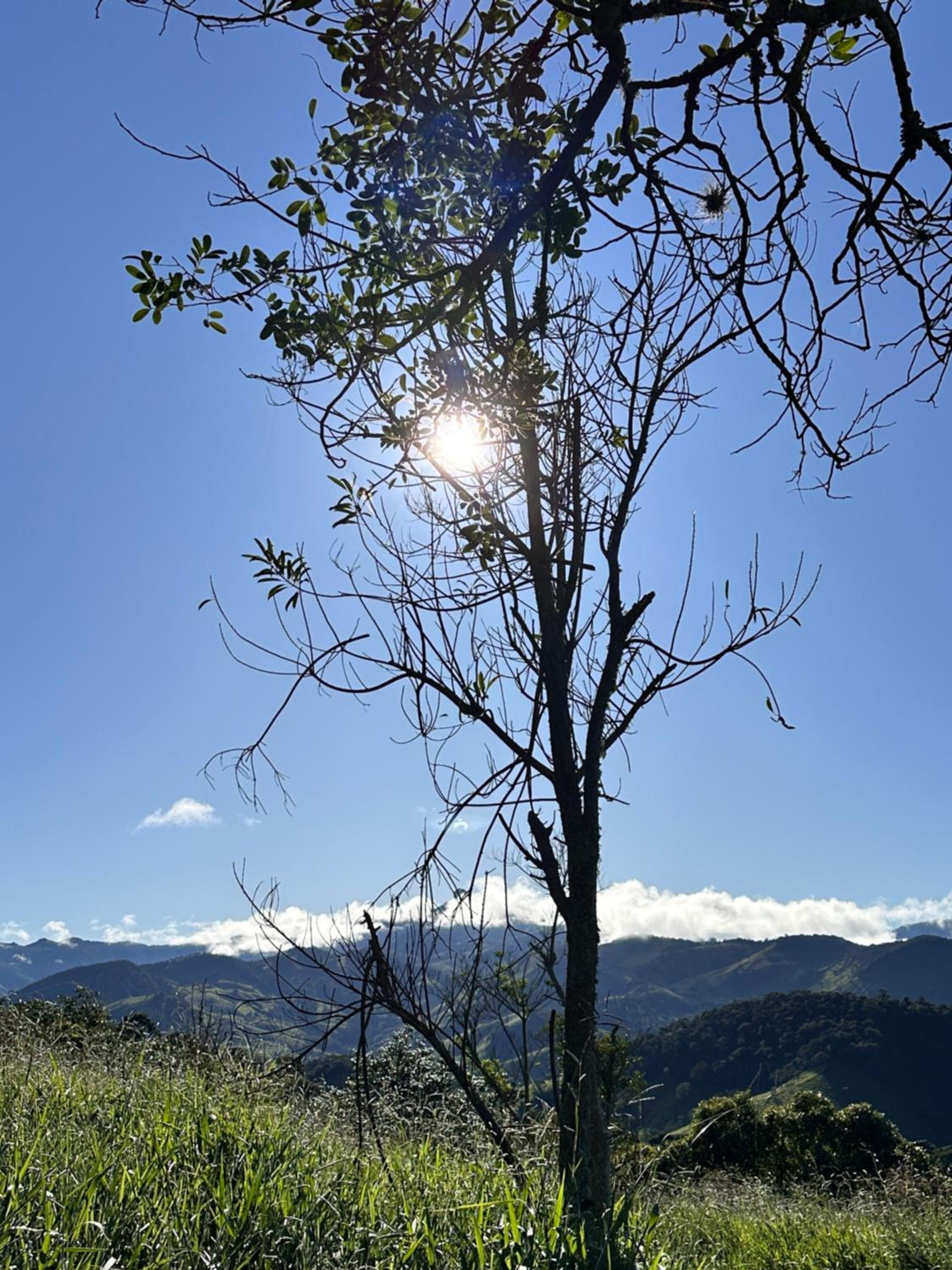 Casinha Limão Escondido