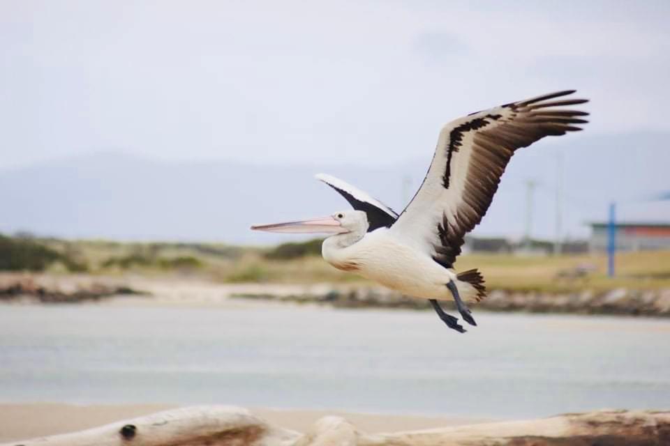 Pelican Sands Scamander