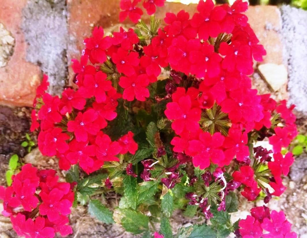 Photo 49