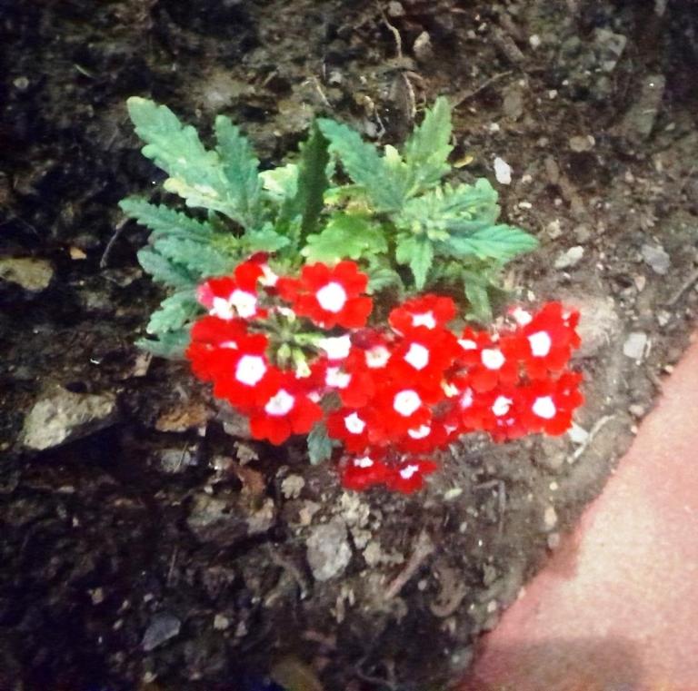 Photo 48
