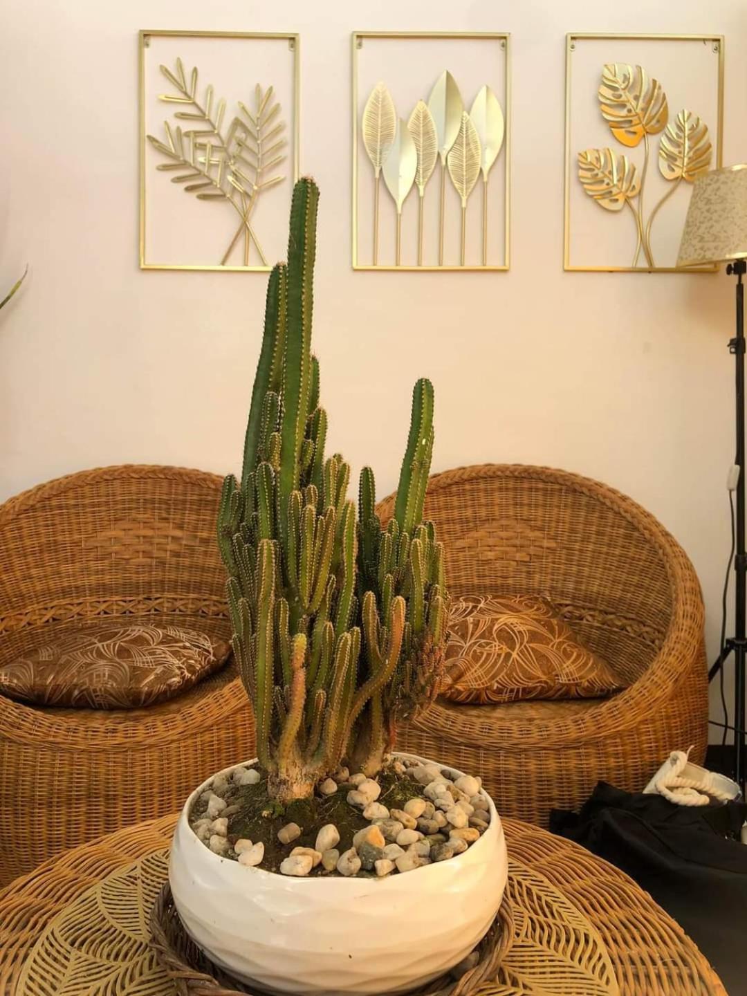 Dicimulacion Staycation House
