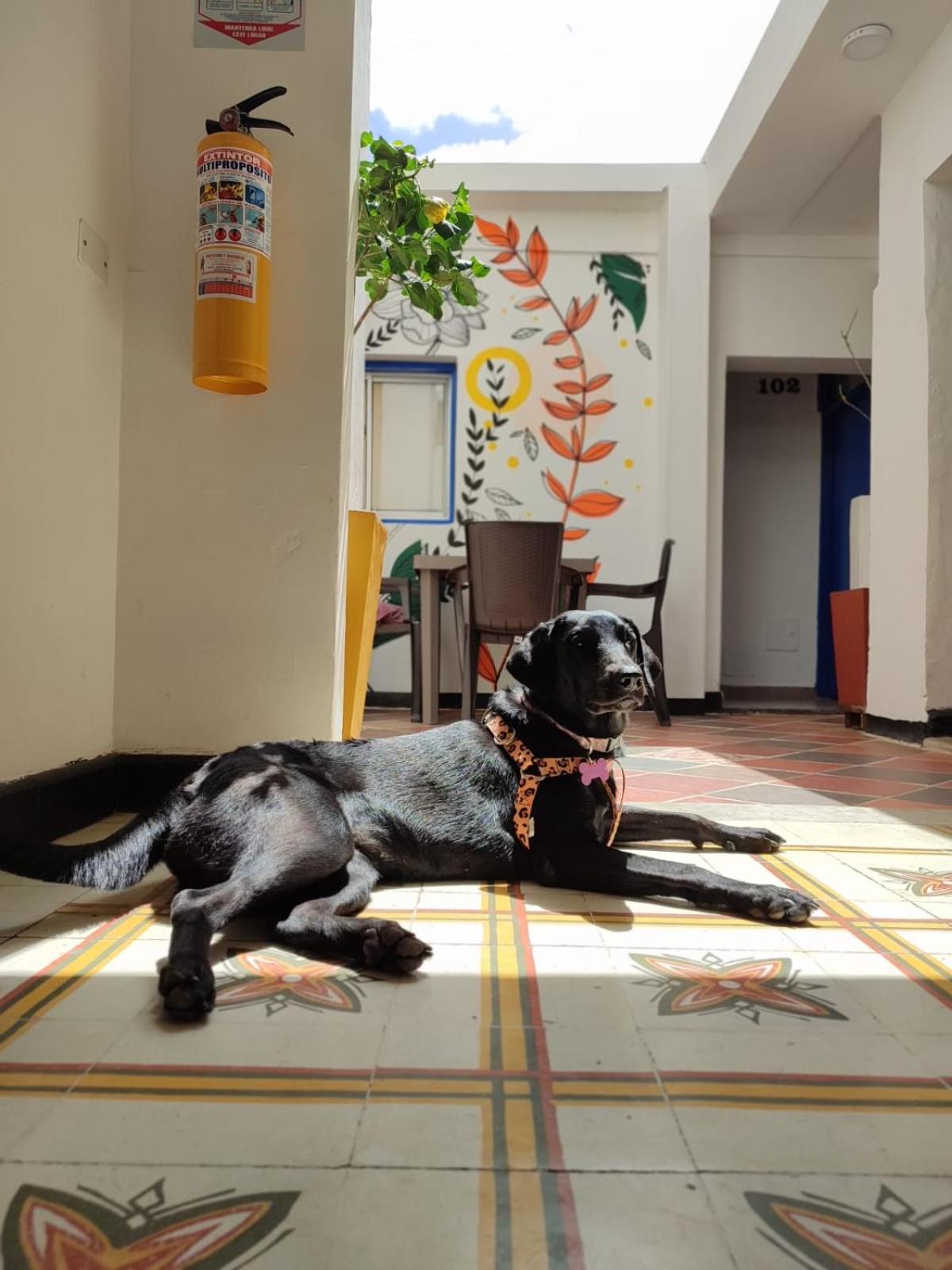 Casa Flor Hostel & Drinks
