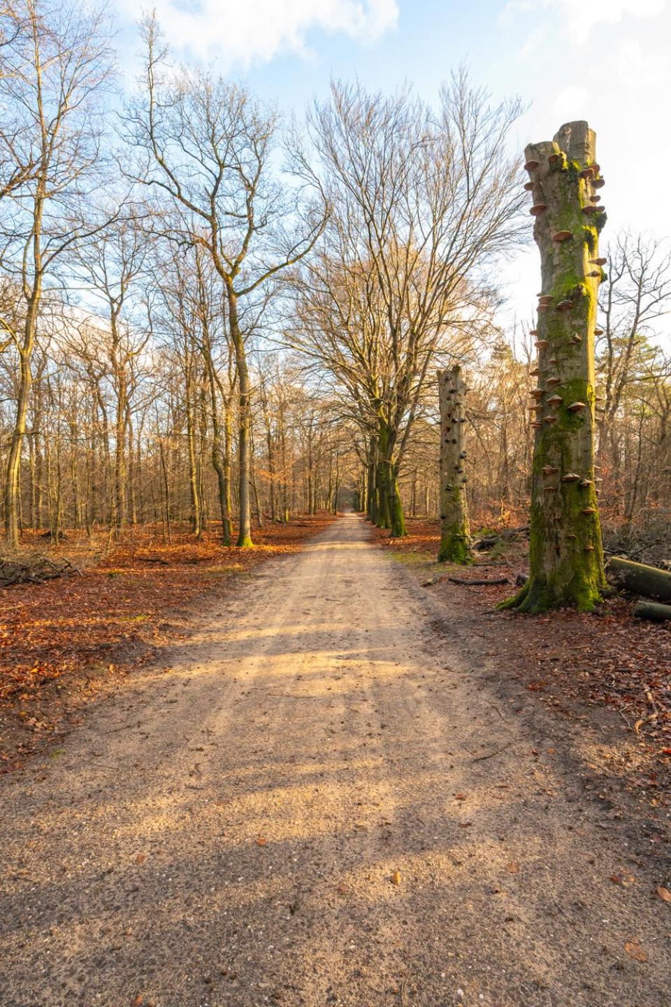 Ruime luxe 4 persoons Chalet midden op de Veluwe view 5