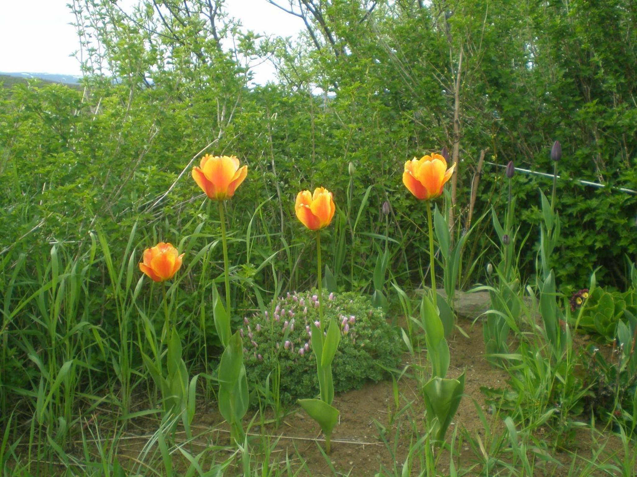 Photo 7