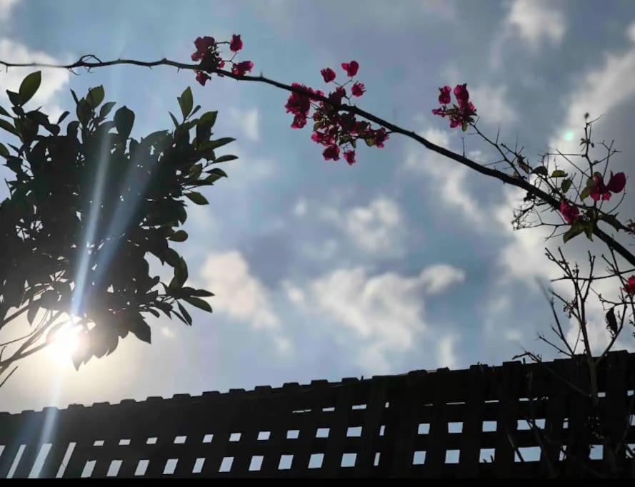 Roof of Comfort & Calm in Maadi